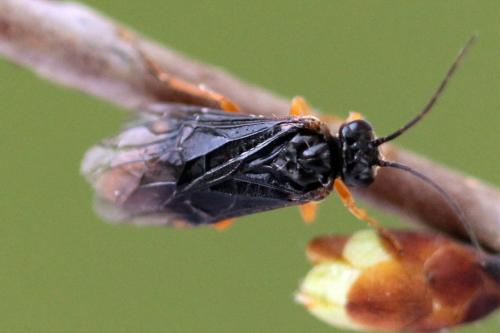 Nematinus fuscipennis