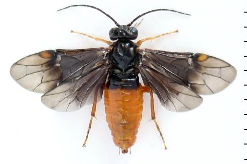 Nematinus fuscipennis