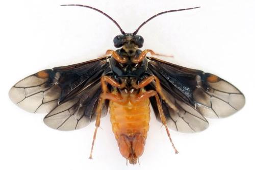 Nematinus fuscipennis