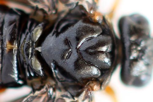 Nematinus fuscipennis