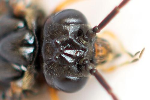 Nematinus fuscipennis