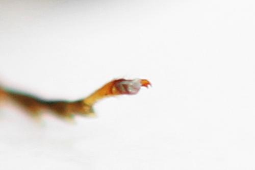 Nematinus fuscipennis