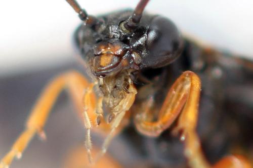 Nematinus fuscipennis