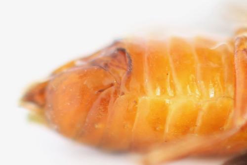 Nematinus fuscipennis