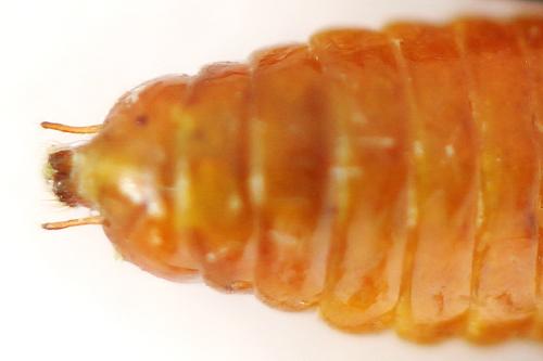 Nematinus fuscipennis