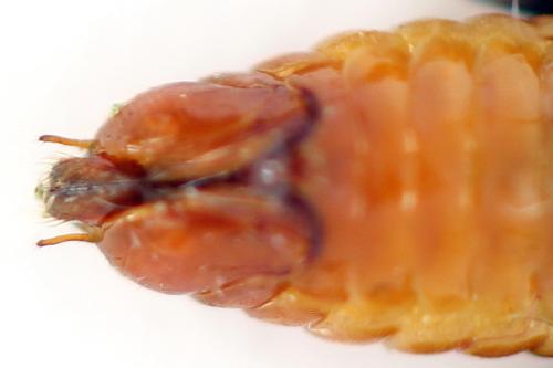 Nematinus fuscipennis