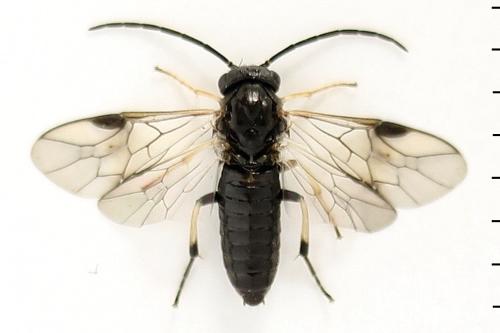 Pristiphora melanocarpa