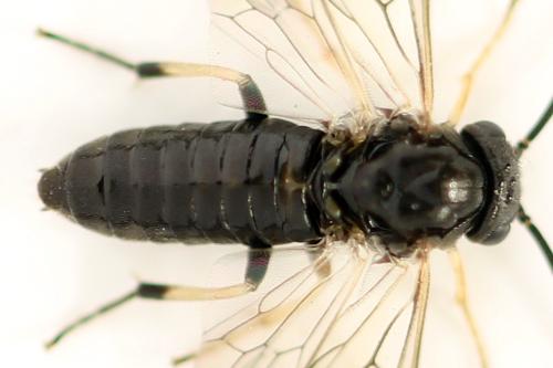 Pristiphora melanocarpa