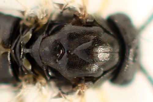 Pristiphora melanocarpa