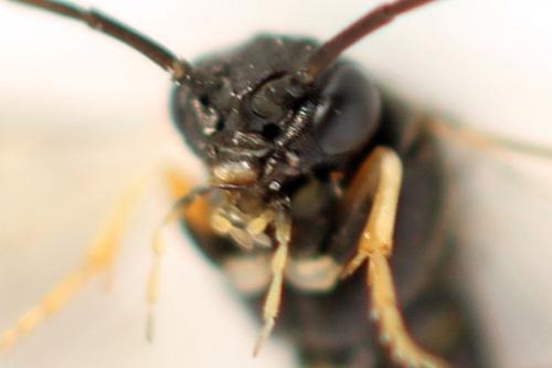 Pristiphora melanocarpa