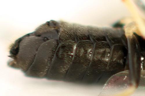 Pristiphora melanocarpa