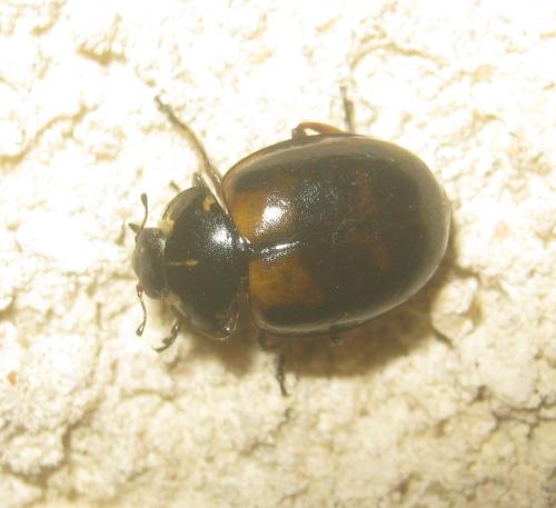 Harmonia quadripunctata