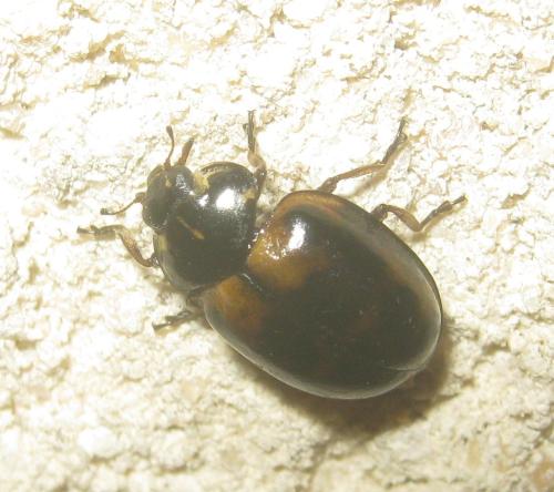 Harmonia quadripunctata