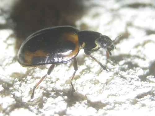 Harmonia quadripunctata