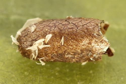 Pristiphora melanocarpa