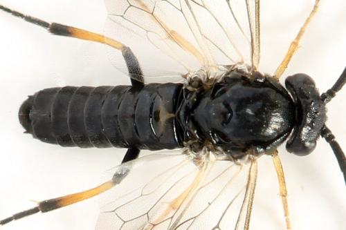 Pristiphora melanocarpa