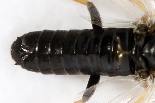 Pristiphora melanocarpa