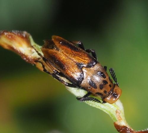 Macrosiagon punctata