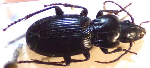 Pterostichus brevipennis