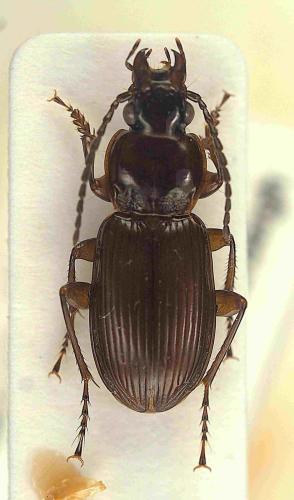 Pterostichus nigrita