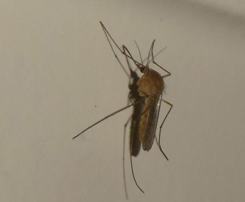Culex pipiens