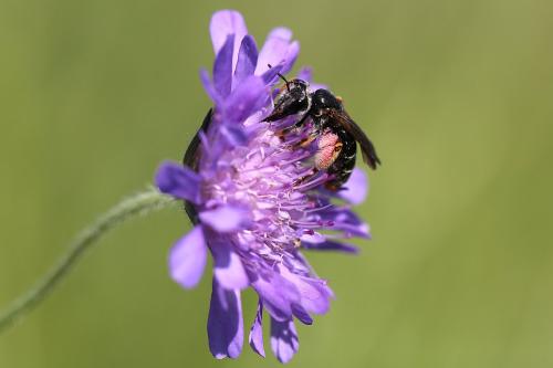 Andrena hattorfiana