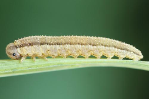 Tenthredopsis nassata