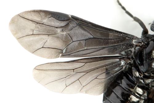 Phymatocera aterrima