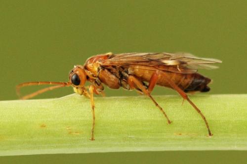 Tenthredopsis nassata