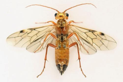Tenthredopsis nassata