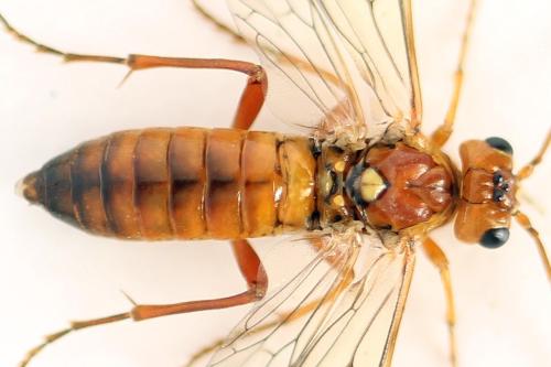 Tenthredopsis nassata