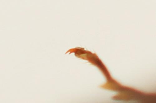 Tenthredopsis nassata