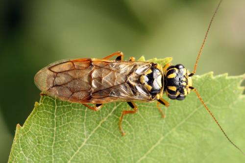 Acantholyda posticalis