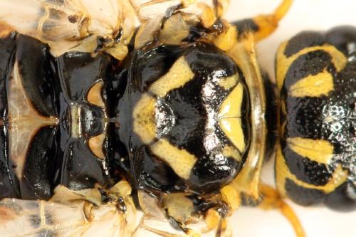 Acantholyda posticalis