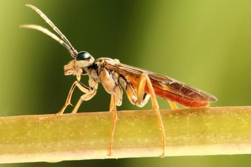 Tenthredo ferruginea