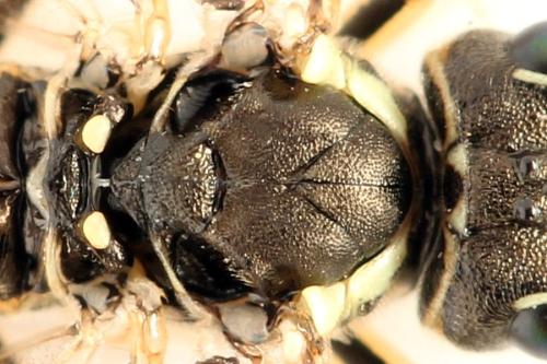 Tenthredo ferruginea