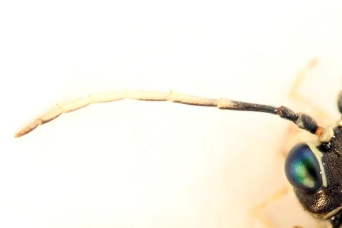 Tenthredo ferruginea