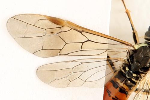 Tenthredo ferruginea