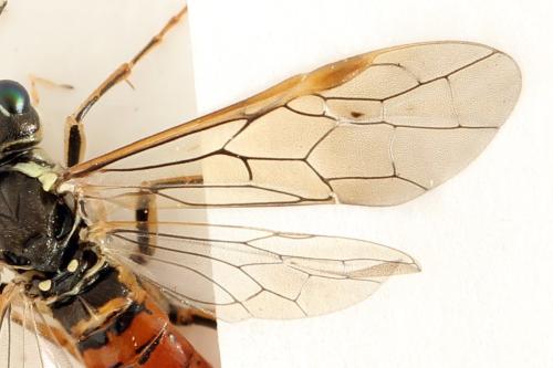 Tenthredo ferruginea