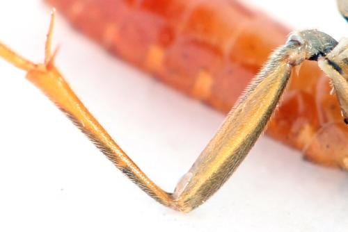 Tenthredo ferruginea