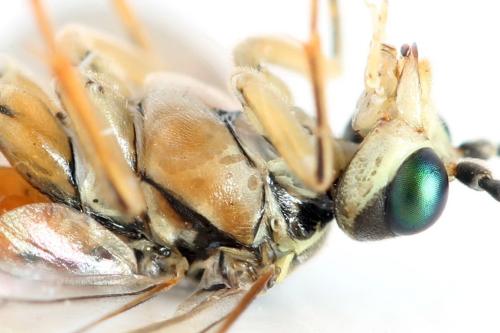 Tenthredo ferruginea