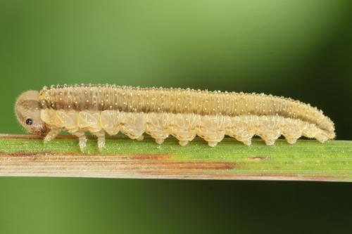 Tenthredopsis nassata