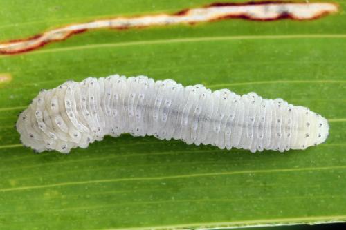 Phymatocera aterrima