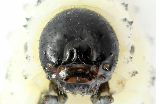 Phymatocera aterrima