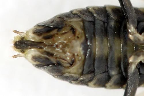 Euura humeralis