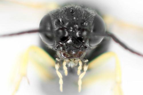 Aneugmenus fuerstenbergensis