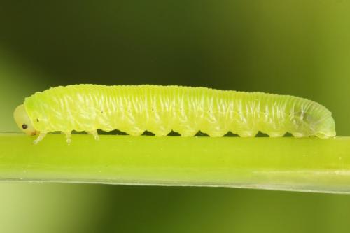 Aneugmenus fuerstenbergensis