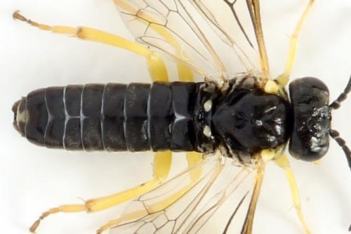 Aneugmenus fuerstenbergensis