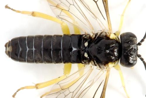 Aneugmenus fuerstenbergensis