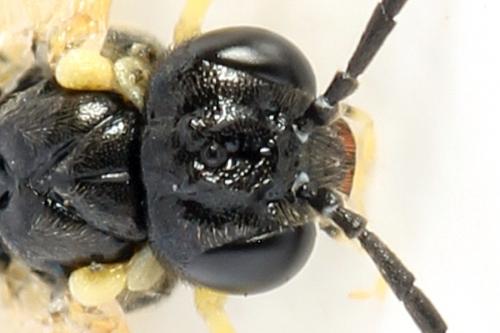 Aneugmenus fuerstenbergensis